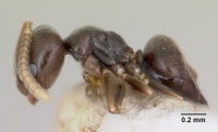 Bothriomyrmex paradoxus casent0103277 profile 1.jpg