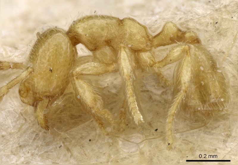 File:Carebara subreptor casent0904670 p 1 high.jpg