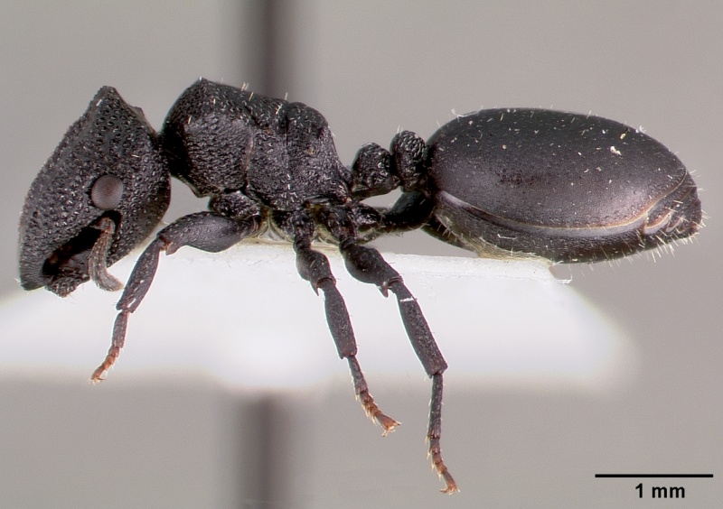 File:Cephalotes rohweri casent0003326 profile 1.jpg