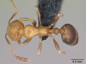 Monomorium xuthosoma casent0020507 dorsal 1.jpg