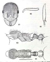 Myrmica heterorhytida.jpg