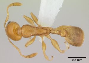 Nesomyrmex madecassus casent0189276 dorsal 1.jpg