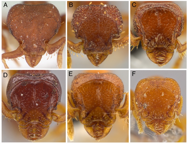 File:Oct-fig06.jpg