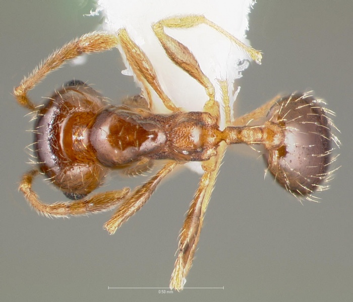 File:Pheidole californica casent0005752 dorsal 1.jpg
