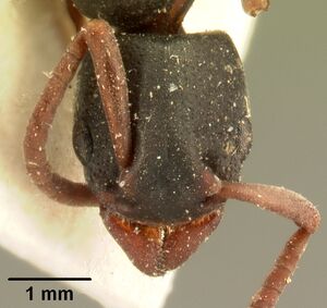 Platythyrea mocquerysi casent0101722 head 1.jpg