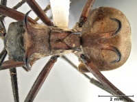 Polyrhachis mindanaensis 2 top.jpg