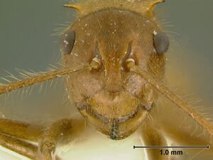 Polyrhachis parabioticaH5.jpg