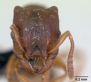 Strongylognathus testaceus casent0173184 head 1.jpg