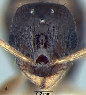 Temnothorax simlensis F4.jpg