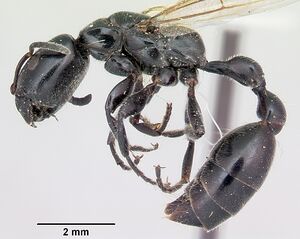 Tetraponera nigra casent0103314 profile 1.jpg