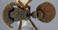 Calyptomyrmex fragarus top view