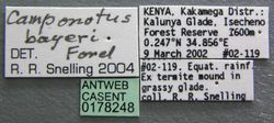 Camponotus bayeri casent0178248 label 1.jpg