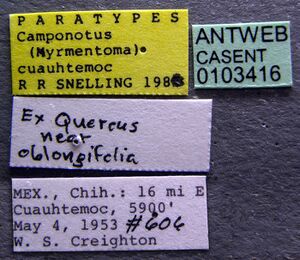 Camponotus cuauhtemoc casent0103416 label 1.jpg