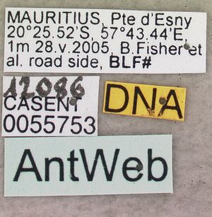 Camponotus maculatus casent0055753 label 1.jpg