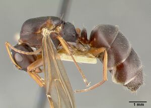 Camponotus planus castype00460-03 profile 1.jpg