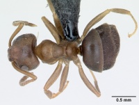 Lasius brunneus casent0172717 dorsal 1.jpg