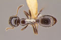 MNA Monomorium cyaneum had5.jpg