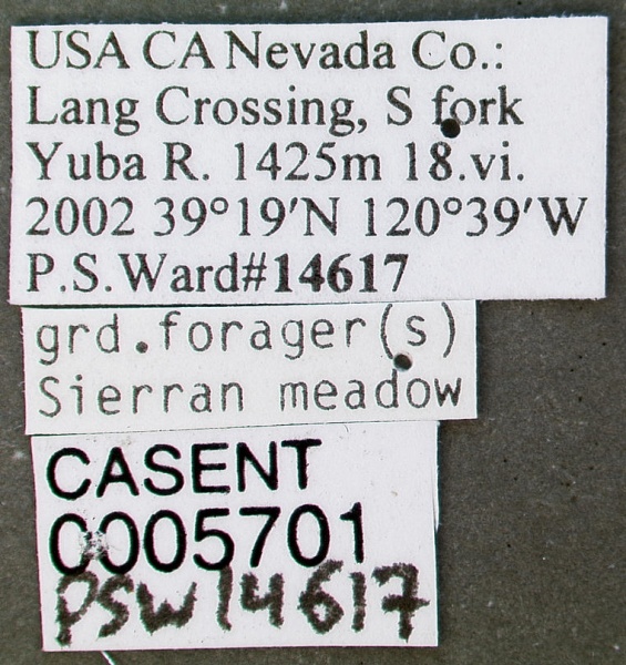 File:Myrmica discontinua casent0005701 label 1.jpg