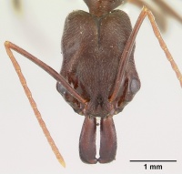 Odontomachus simillimus casent0178390 head 1.jpg