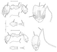 Pheidole granulata Wilson 2003.jpg