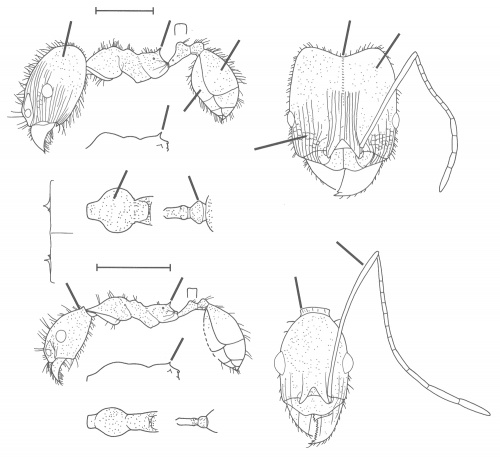 Pheidole granulata Wilson 2003.jpg