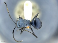 Polyrhachis-cyaniventris had.jpg