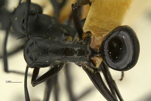 Polyrhachis-pressa-had1 25.jpg