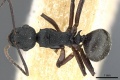 Polyrhachis fruhstorferi casent0905563 d 1 high.jpg