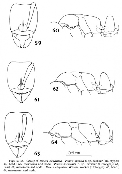 File:Taylor 1967 Ponera fig 59-64.jpg