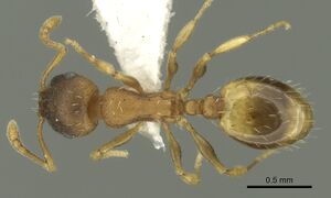 Temnothorax ariadnae casent0906678 d 1 high.jpg