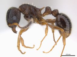 Tetramorium edouardi P casent0217067.jpg