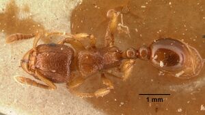 Tetramorium sikorae casent0101143 dorsal 1.jpg