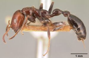 Tetraponera hysterica dimidiata casent0101050 profile 1.jpg