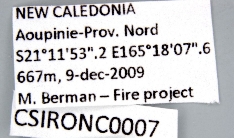 File:CSIRONC0007 label.jpg