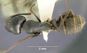 Camponotus-japonicusD1.25x.jpg