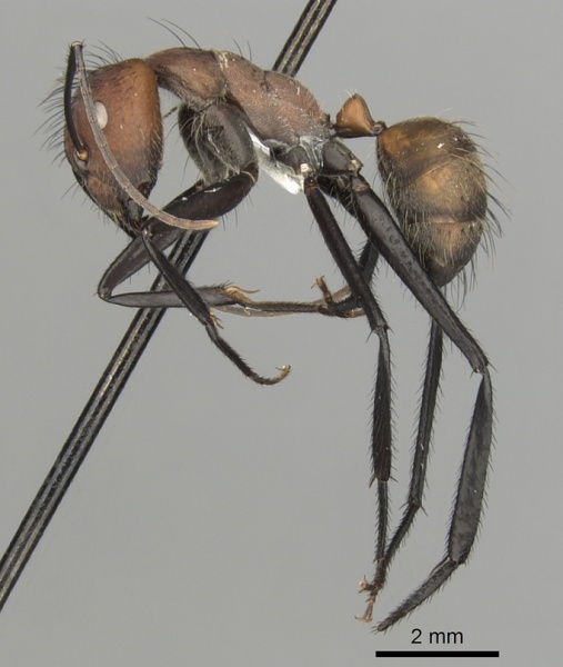 File:Camponotus mocsaryi casent0280164 p 1 high.jpg