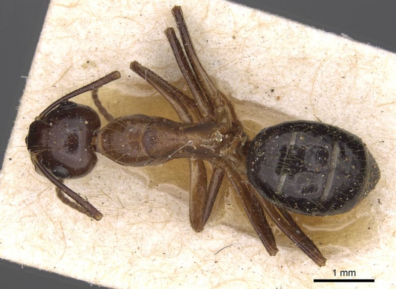 File:Camponotus rufifemur casent0906961 d 1 high.jpg