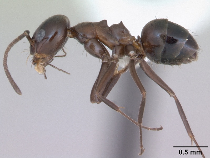 File:Dorymyrmex bituber casent0173842 profile 1.jpg