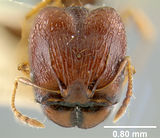 MCZ-ENT00008697 Pheidole caldwelli hef.jpg