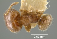 MCZ-ENT00020748 Pheidole floridana-had.jpg