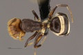 MCZ Camponotus Cam-sp3 had2.jpg