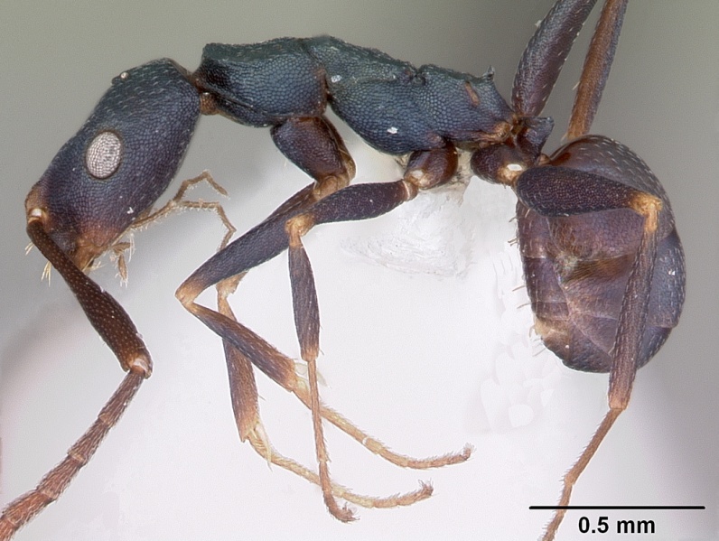 File:Melophorus majeri casent0104674 profile 1.jpg