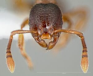 Myrmecina americana casent0005696 head 1.jpg