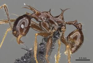 Pheidole barumtaun casent0901332 p 1 high.jpg