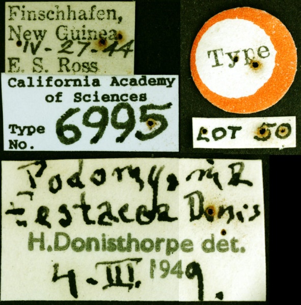 File:Podomyrma testacea castype06995 label 1.jpg