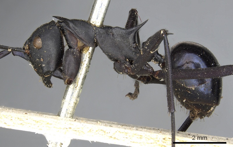 File:Polyrhachis chalybea casent0901850 p 1 high.jpg