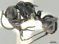 Polyrhachis clio casent0906728 p 1 high.jpg