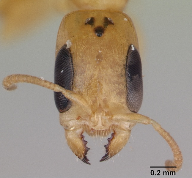 File:Pseudomyrmex simplex casent0173775 head 1.jpg