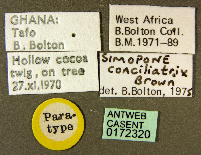 File:Simopone conciliatrix casent0172320 label 1.jpg