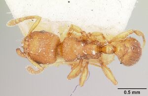 Tetramorium sikorae casent0101259 dorsal 1.jpg